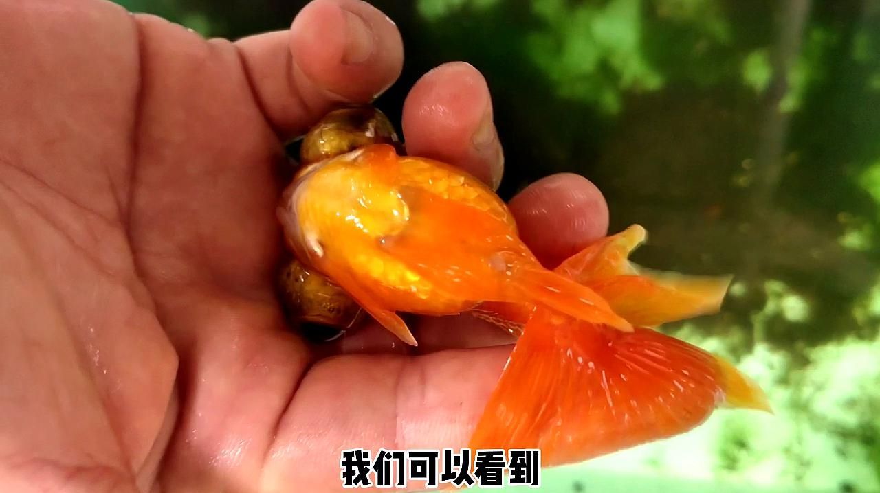魚身上有血絲會自己好嗎，養魚老道，如何判斷龍魚是否完全恢復 魚身上有血絲會自己好嗎，養魚老道，如何判斷龍魚是否完全恢復 龍魚百科 第2張