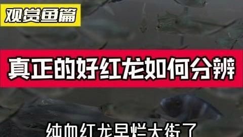 紅龍級別有哪些稀有品種，《魔獸世界》中紅龍的稀有品種有哪些？ 紅龍級別有哪些稀有品種，《魔獸世界》中紅龍的稀有品種有哪些？ 龍魚百科 第1張