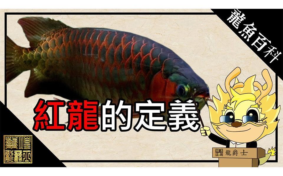紅龍級別有哪些稀有品種，《魔獸世界》中紅龍的稀有品種有哪些？ 紅龍級別有哪些稀有品種，《魔獸世界》中紅龍的稀有品種有哪些？ 龍魚百科 第2張