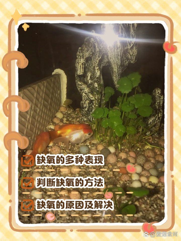 如何判斷龍魚是否缺氧或應激？，如何判斷觀賞魚是否缺氧或應激