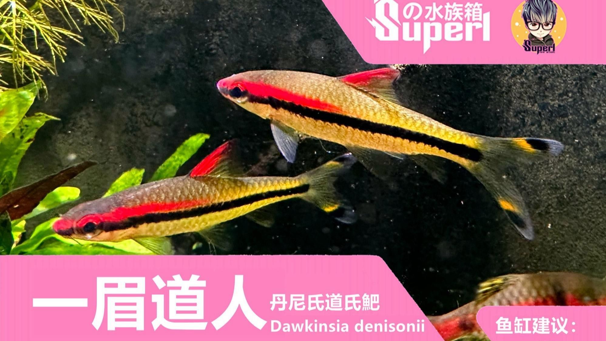 一眉道人魚適合什么水溫？