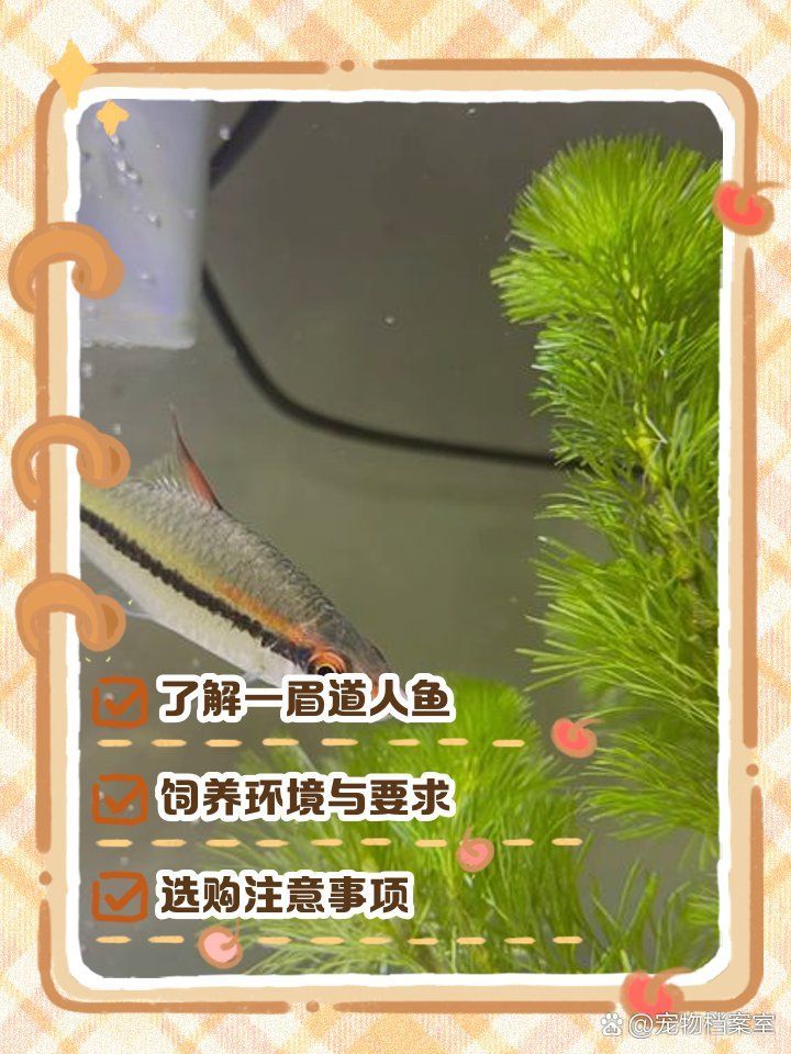 一眉道人魚適合什么水溫？