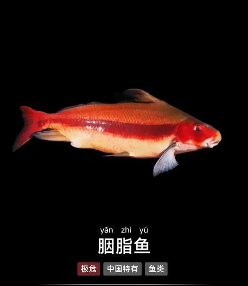 胭脂孔雀龍魚有哪些獨(dú)特習(xí)性？，胭脂孔雀龍魚的生物學(xué)分類 胭脂孔雀龍魚有哪些獨(dú)特習(xí)性？，胭脂孔雀龍魚的生物學(xué)分類 龍魚百科 第5張