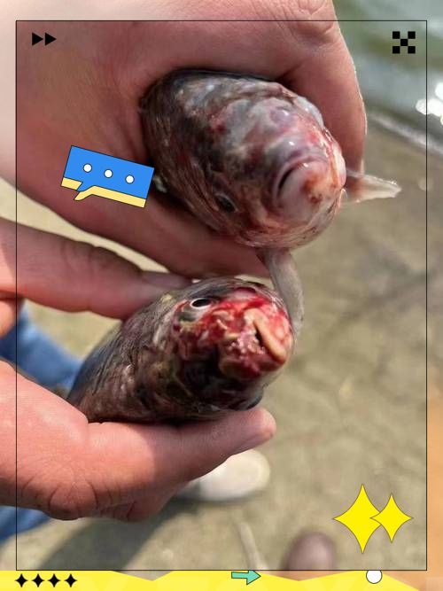 龍魚爛鰓如何治療，如何治療龍魚爛鰓？ 龍魚爛鰓如何治療，如何治療龍魚爛鰓？ 龍魚百科 第2張