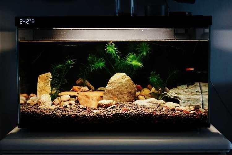 推薦一些適合放在客廳的魚缸款式,客廳魚缸款式推薦,適合放在客廳的魚缸款式推薦 龍魚百科 第11張 推薦一些適合放在客廳的魚缸款式,客廳魚缸款式推薦,適合放在客廳的魚缸款式推薦 推薦一些適合放在客廳的魚缸款式,客廳魚缸款式推薦,適合放在客廳的魚缸款式推薦 龍魚百科 第11張