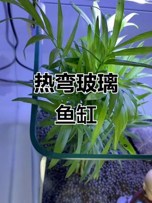 推薦一些適合放在客廳的魚缸款式,客廳魚缸款式推薦,適合放在客廳的魚缸款式推薦 龍魚百科 第20張 推薦一些適合放在客廳的魚缸款式,客廳魚缸款式推薦,適合放在客廳的魚缸款式推薦 推薦一些適合放在客廳的魚缸款式,客廳魚缸款式推薦,適合放在客廳的魚缸款式推薦 龍魚百科 第20張