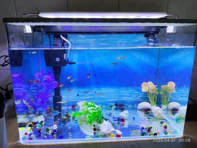 推薦一些適合放在客廳的魚缸款式,客廳魚缸款式推薦,適合放在客廳的魚缸款式推薦 龍魚百科 第19張 推薦一些適合放在客廳的魚缸款式,客廳魚缸款式推薦,適合放在客廳的魚缸款式推薦 推薦一些適合放在客廳的魚缸款式,客廳魚缸款式推薦,適合放在客廳的魚缸款式推薦 龍魚百科 第19張