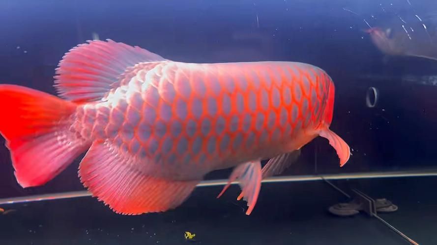 有哪些稀有的龍魚(yú)品種？，全球公認(rèn)的稀有的龍魚(yú)品種 有哪些稀有的龍魚(yú)品種？，全球公認(rèn)的稀有的龍魚(yú)品種 龍魚(yú)百科 第12張