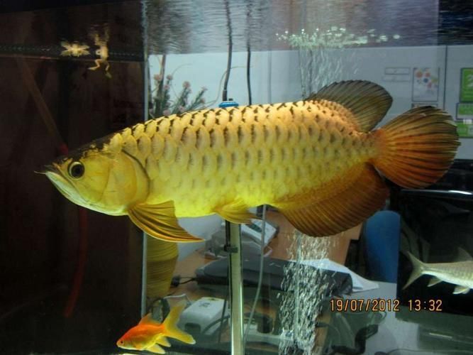 金龍魚燈光最佳擺放位置，金龍魚燈光的擺放位置對于其生長和健康至關重要 金龍魚燈光最佳擺放位置，金龍魚燈光的擺放位置對于其生長和健康至關重要 龍魚百科 第11張