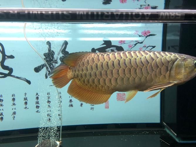金龍魚燈光最佳擺放位置，金龍魚燈光的擺放位置對于其生長和健康至關重要 金龍魚燈光最佳擺放位置，金龍魚燈光的擺放位置對于其生長和健康至關重要 龍魚百科 第10張