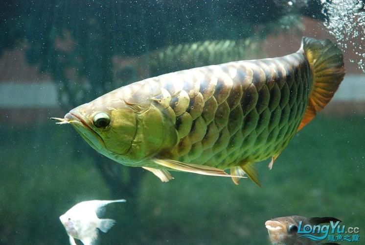 金龍魚燈光最佳擺放位置，金龍魚燈光的擺放位置對于其生長和健康至關重要 金龍魚燈光最佳擺放位置，金龍魚燈光的擺放位置對于其生長和健康至關重要 龍魚百科 第7張