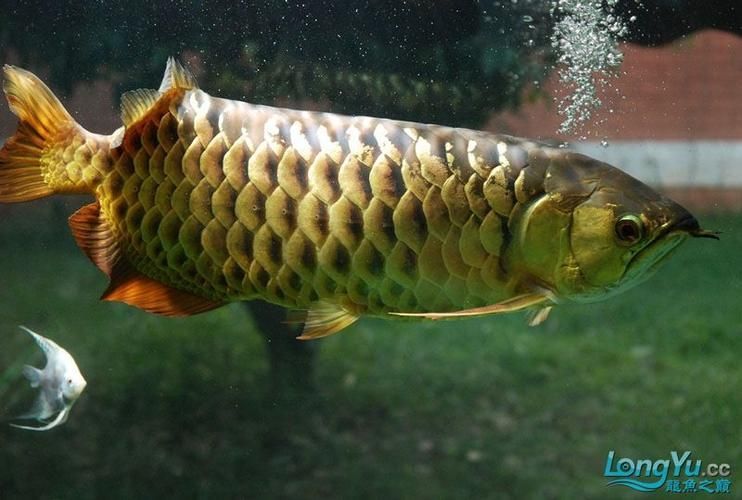 金龍魚燈光最佳擺放位置，金龍魚燈光的擺放位置對于其生長和健康至關重要 金龍魚燈光最佳擺放位置，金龍魚燈光的擺放位置對于其生長和健康至關重要 龍魚百科 第6張