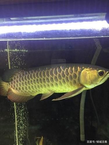 金龍魚燈光最佳擺放位置，金龍魚燈光的擺放位置對于其生長和健康至關重要 金龍魚燈光最佳擺放位置，金龍魚燈光的擺放位置對于其生長和健康至關重要 龍魚百科 第12張