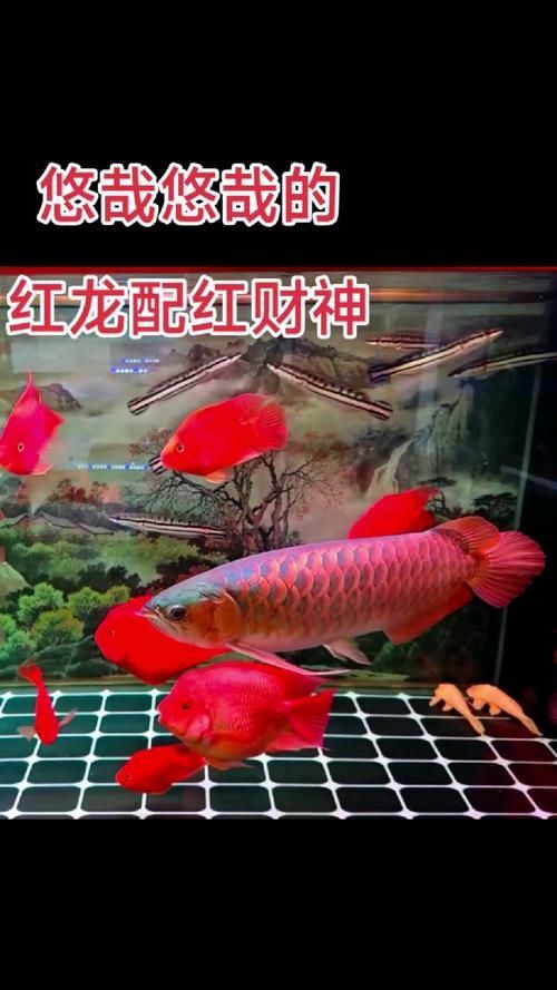 金龍魚燈光最佳擺放位置，金龍魚燈光的擺放位置對于其生長和健康至關重要 金龍魚燈光最佳擺放位置，金龍魚燈光的擺放位置對于其生長和健康至關重要 龍魚百科 第15張