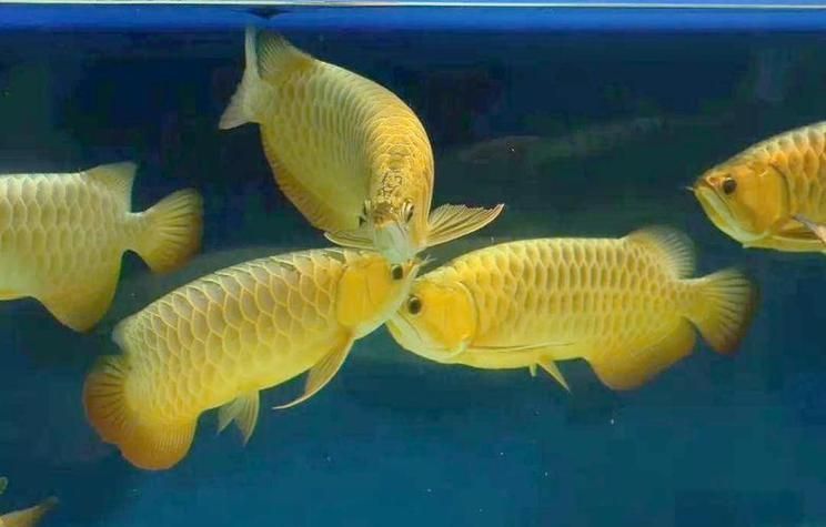 金龍魚燈光最佳擺放位置，金龍魚燈光的擺放位置對于其生長和健康至關重要 金龍魚燈光最佳擺放位置，金龍魚燈光的擺放位置對于其生長和健康至關重要 龍魚百科 第13張