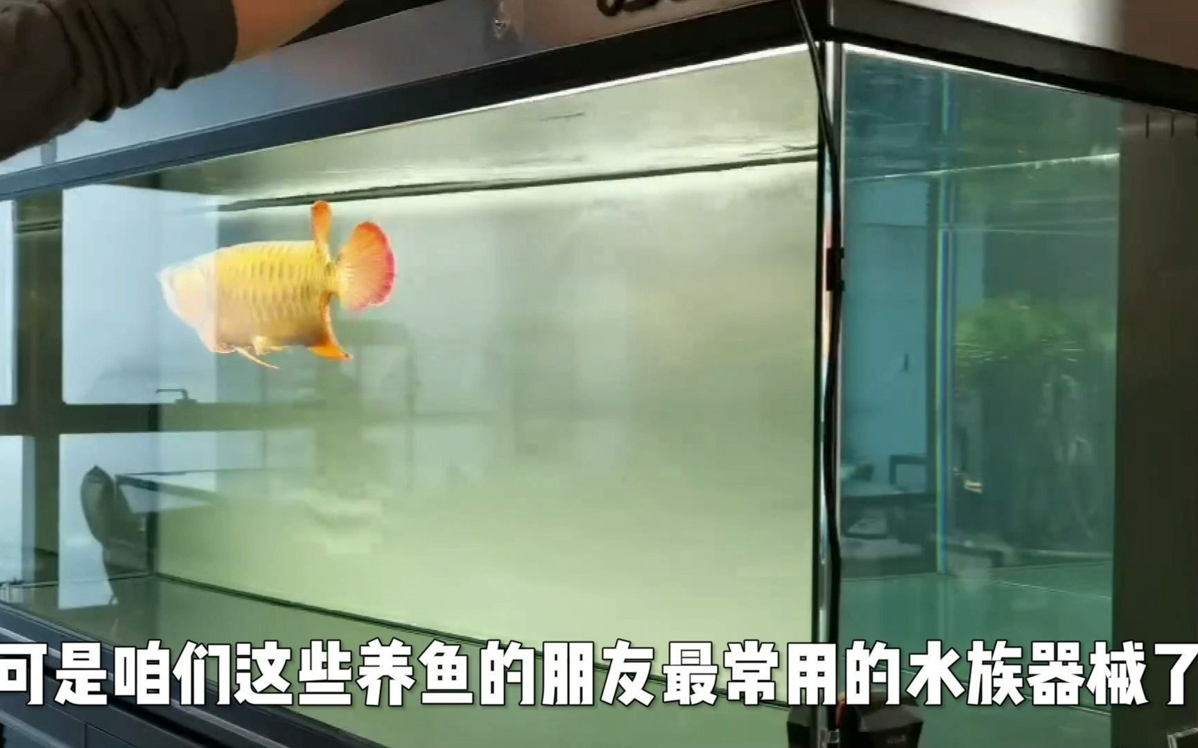 詳細閱讀:養龍魚需要用什么類型的燈?,養龍魚需要用什么類型的燈具? 養龍魚需要用什么類型的燈?,養龍魚需要用什么類型的燈具?