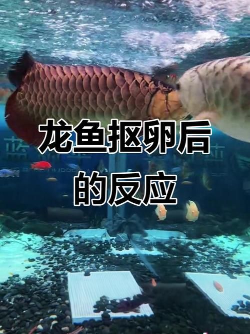 如何預防龍魚憋卵?,關于龍魚憋卵的一些建議 龍魚百科 第3張 如何預防龍魚憋卵?,關于龍魚憋卵的一些建議 如何預防龍魚憋卵?,關于龍魚憋卵的一些建議 龍魚百科 第3張