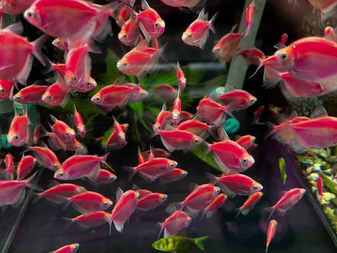 濟南哪里可以買到紅龍魚?,濟南哪里可以買到紅龍魚 龍魚百科 第10張 濟南哪里可以買到紅龍魚?,濟南哪里可以買到紅龍魚 濟南哪里可以買到紅龍魚?,濟南哪里可以買到紅龍魚 龍魚百科 第10張
