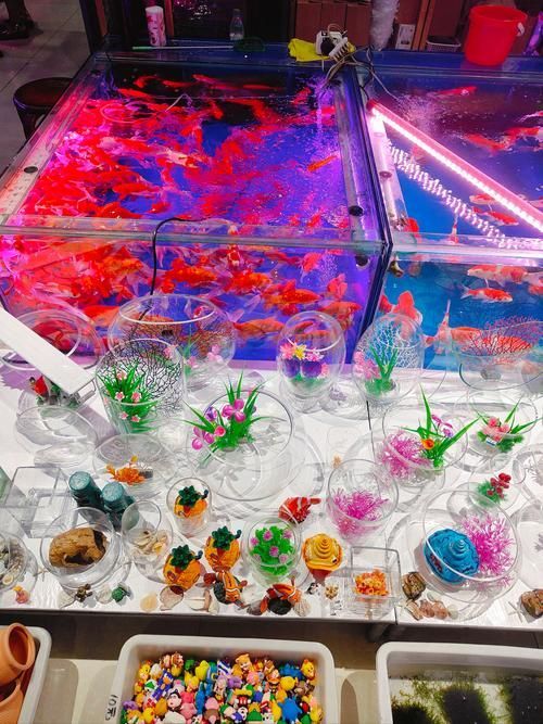濟南哪里可以買到紅龍魚?,濟南哪里可以買到紅龍魚 龍魚百科 第9張 濟南哪里可以買到紅龍魚?,濟南哪里可以買到紅龍魚 濟南哪里可以買到紅龍魚?,濟南哪里可以買到紅龍魚 龍魚百科 第9張