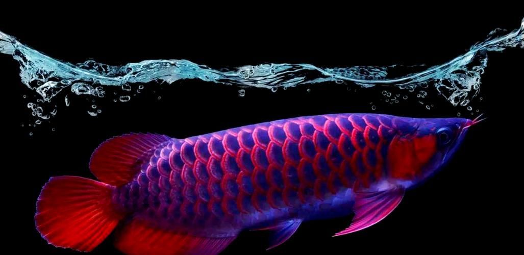 能否提供更多關于龍魚45度擺動的圖片，龍魚45度擺動是一種常見的水族箱動作，對魚類健康非常有益 能否提供更多關于龍魚45度擺動的圖片，龍魚45度擺動是一種常見的水族箱動作，對魚類健康非常有益 龍魚百科 第13張