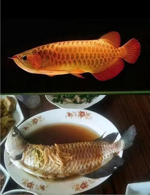 如何烹飪大金龍魚使其更美味?,大金龍魚(羅非魚或羅非魚(scleropagesformosus) 龍魚百科 第2張 如何烹飪大金龍魚使其更美味?,大金龍魚(羅非魚或羅非魚(scleropagesformosus) 如何烹飪大金龍魚使其更美味?,大金龍魚(羅非魚或羅非魚(scleropagesformosus) 龍魚百科 第2張
