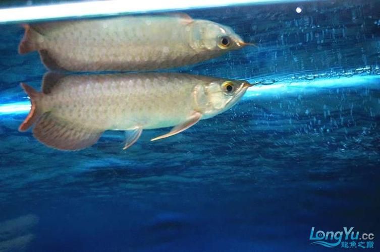 給我一些紅龍魚的幼魚圖片，精選紅龍魚幼魚圖片
