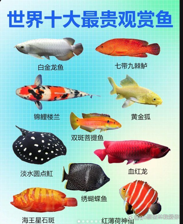 哪些品種的龍魚價(jià)格最昂貴，世界十大最貴觀賞魚排行榜 哪些品種的龍魚價(jià)格最昂貴，世界十大最貴觀賞魚排行榜 龍魚百科 第5張
