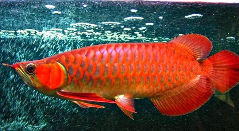 如何辨別真假廣州紅龍魚？，如何辨別廣州紅龍魚 如何辨別真假廣州紅龍魚？，如何辨別廣州紅龍魚 龍魚百科 第5張