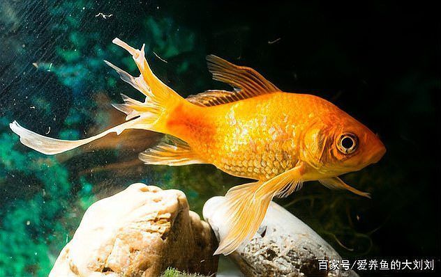 如何預防金魚尾巴爛了，金魚尾巴爛了怎么辦 如何預防金魚尾巴爛了，金魚尾巴爛了怎么辦 龍魚百科 第14張