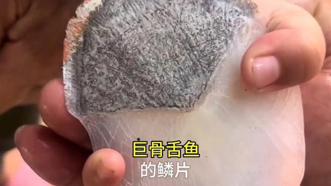 巨骨舌魚的魚鱗有什么作用？，巨骨舌魚的魚鱗具有多種作用，可以保護巨骨舌魚免受外界傷害