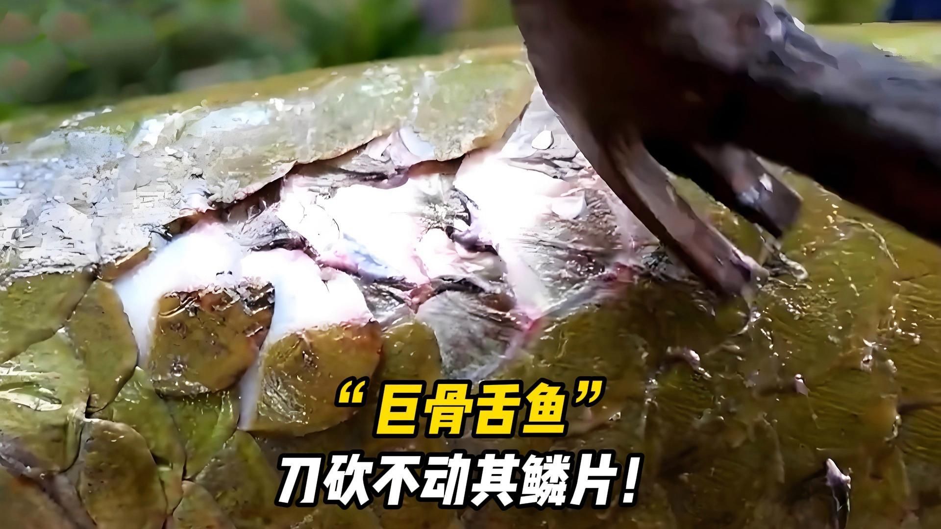 巨骨舌魚的魚鱗有什么作用？，巨骨舌魚的魚鱗具有多種作用，可以保護巨骨舌魚免受外界傷害