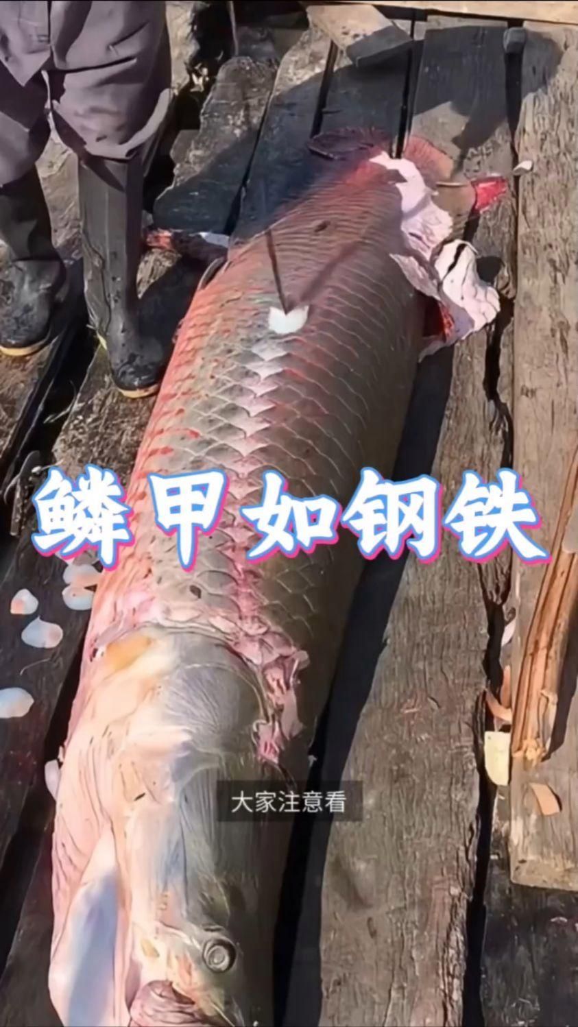 巨骨舌魚的魚鱗有什么作用？，巨骨舌魚的魚鱗具有多種作用，可以保護巨骨舌魚免受外界傷害