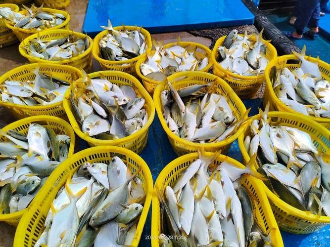黃鰭鯧魚有哪些養(yǎng)殖技巧，黃鰭鯧魚養(yǎng)殖技巧 黃鰭鯧魚有哪些養(yǎng)殖技巧，黃鰭鯧魚養(yǎng)殖技巧 龍魚百科 第4張