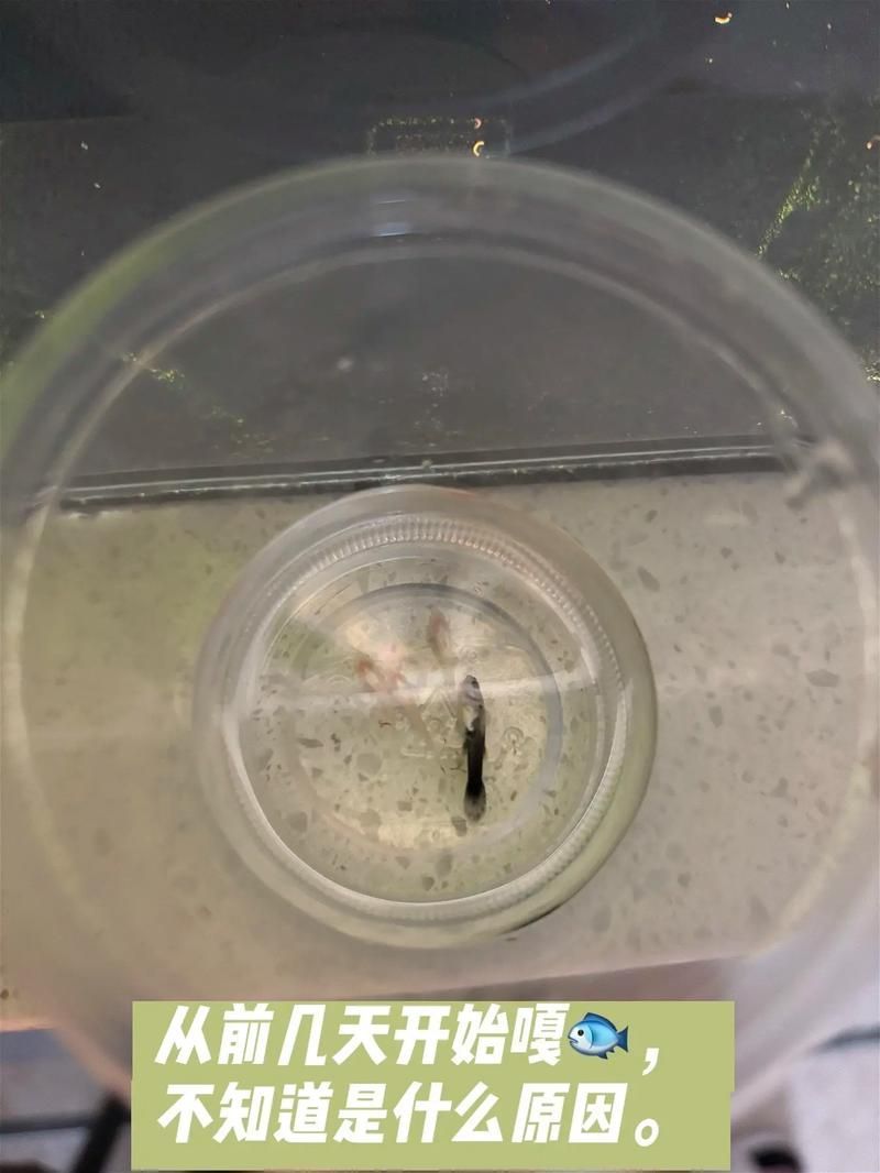 如何預防孔雀魚發白腐爛，如何平衡，孔雀魚需定期修剪，防腐爛