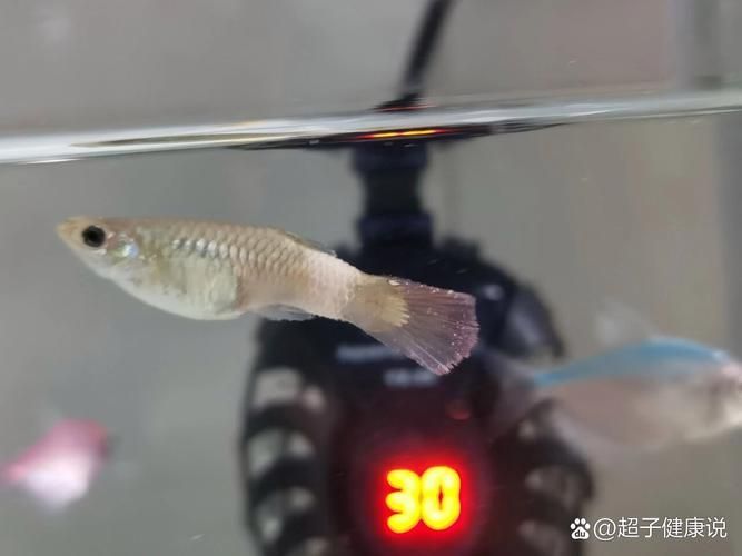 如何預防孔雀魚發白腐爛，如何平衡，孔雀魚需定期修剪，防腐爛