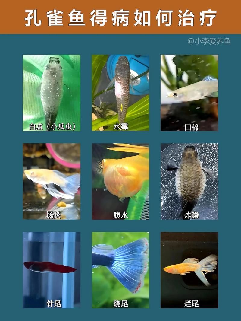 如何預防孔雀魚發白腐爛，如何平衡，孔雀魚需定期修剪，防腐爛