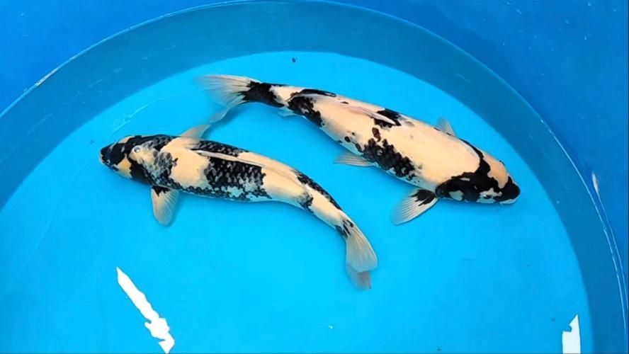 如何延長白寫錦鯉的壽命?,如何延長白寫錦鯉壽命 龍魚百科 第4張 如何延長白寫錦鯉的壽命?,如何延長白寫錦鯉壽命 如何延長白寫錦鯉的壽命?,如何延長白寫錦鯉壽命 龍魚百科 第4張