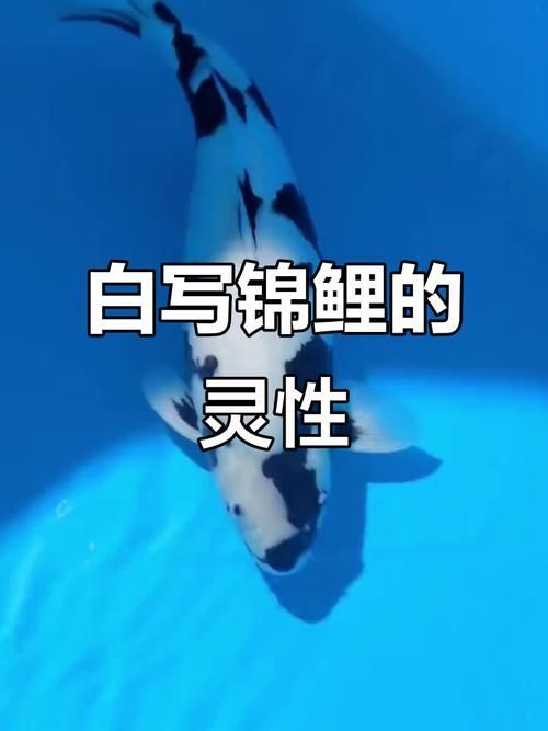 如何延長白寫錦鯉的壽命?,如何延長白寫錦鯉壽命 龍魚百科 第6張 如何延長白寫錦鯉的壽命?,如何延長白寫錦鯉壽命 如何延長白寫錦鯉的壽命?,如何延長白寫錦鯉壽命 龍魚百科 第6張
