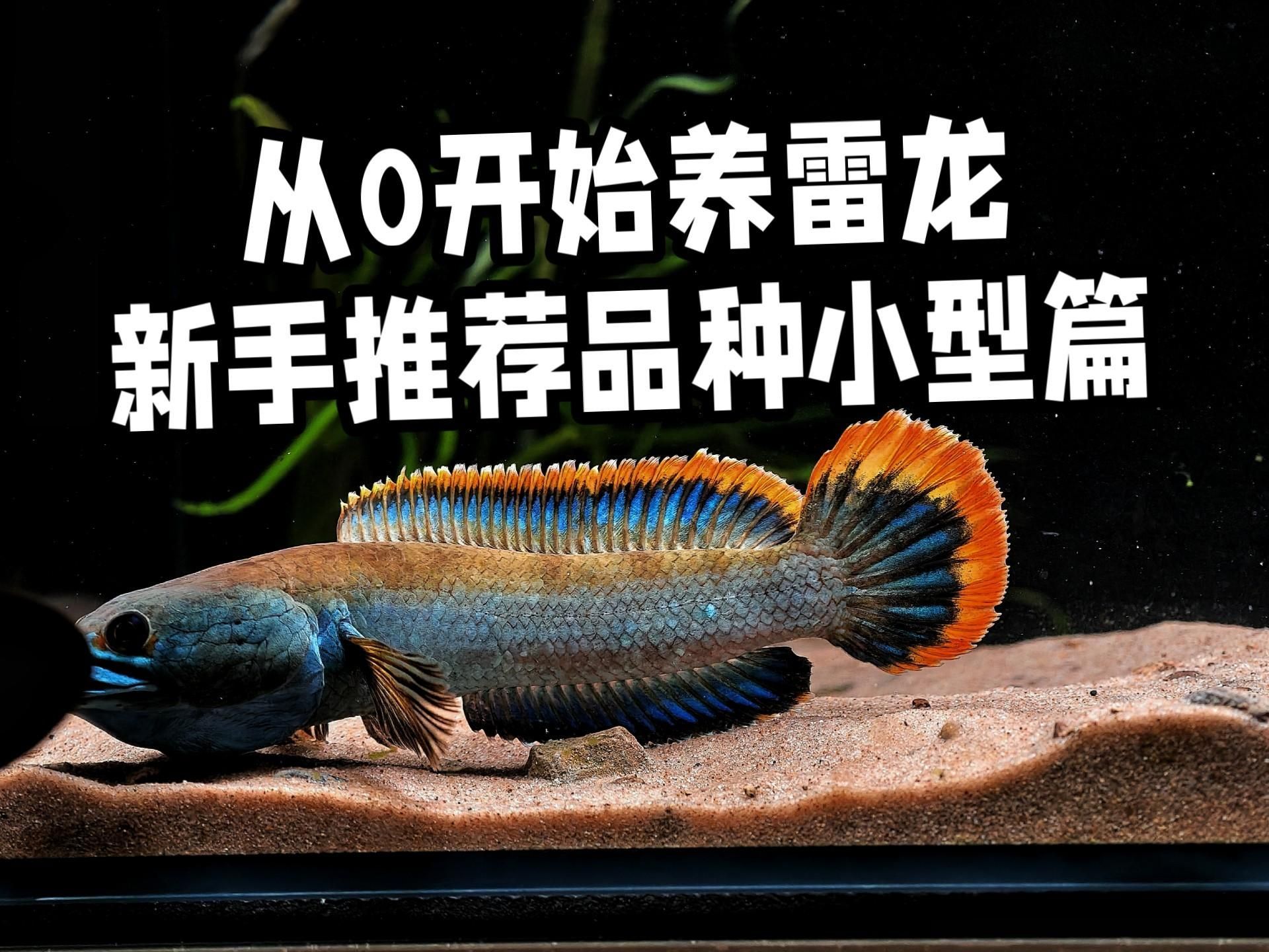 有哪些品種的雷龍魚是安全的