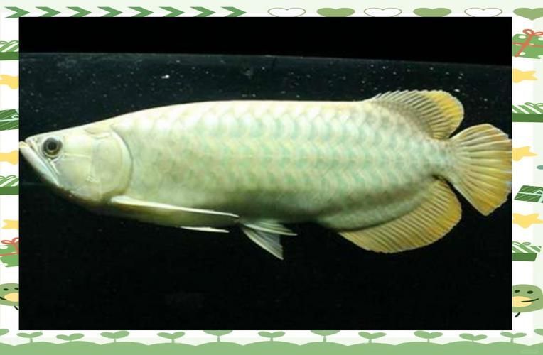 居巢龍魚的市場需求如何，居巢龍魚市場需求詳解“居巢龍魚”市場需求并配圖