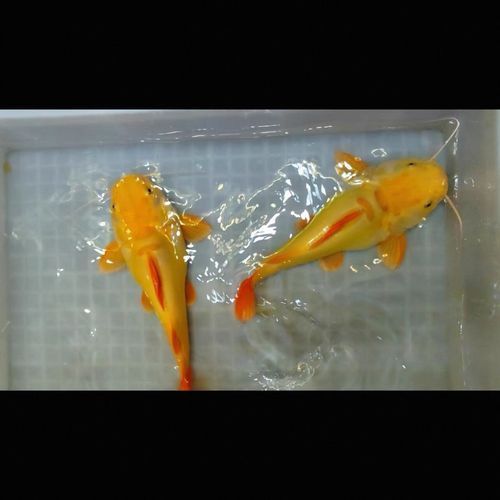 招財貓魚的市場價格是多少，招財貓魚市場價格是多少招財貓魚市場價格是多少