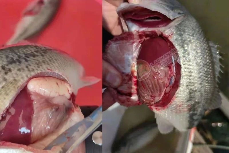 給我推薦一些對特定魚種安全的中成藥，——中成藥對水產養殖中草藥安全有效 給我推薦一些對特定魚種安全的中成藥，——中成藥對水產養殖中草藥安全有效 龍魚百科 第1張