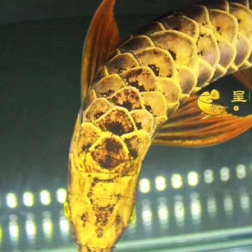 龍魚專賣店哪家口碑最好？，龍魚專賣店哪家口碑最好 龍魚專賣店哪家口碑最好？，龍魚專賣店哪家口碑最好 龍魚百科 第4張