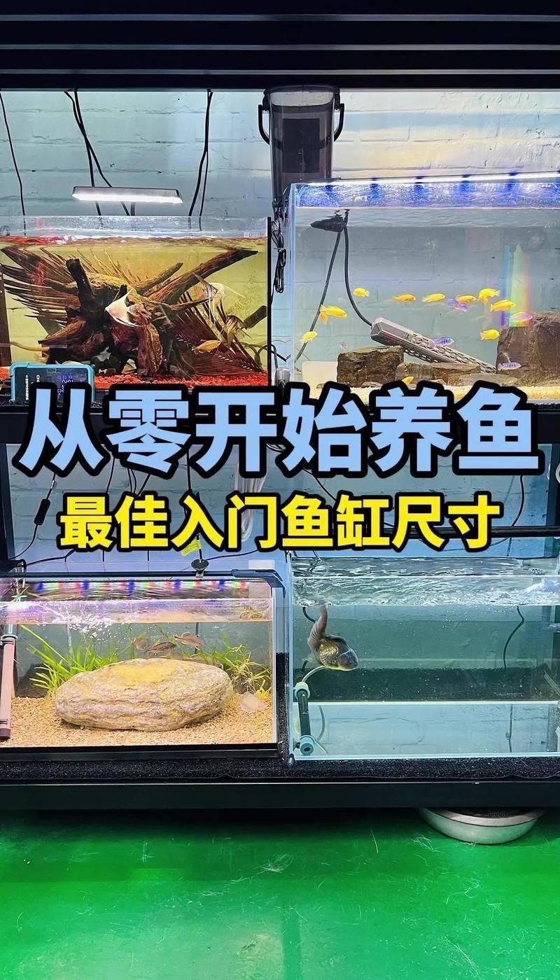 有哪些魚缸尺寸適合新手，|新手養魚必備魚缸尺寸全攻略|新手養魚必備 有哪些魚缸尺寸適合新手，|新手養魚必備魚缸尺寸全攻略|新手養魚必備 龍魚百科 第6張