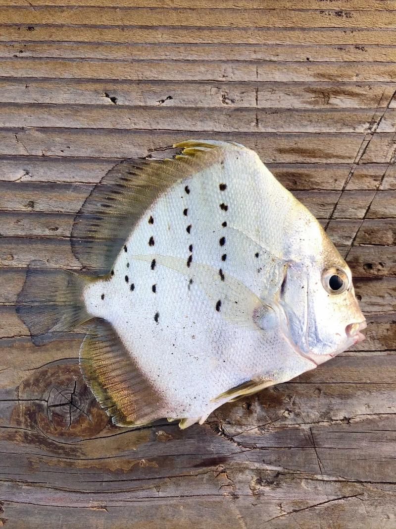 50厘米一條的魚有哪些品種