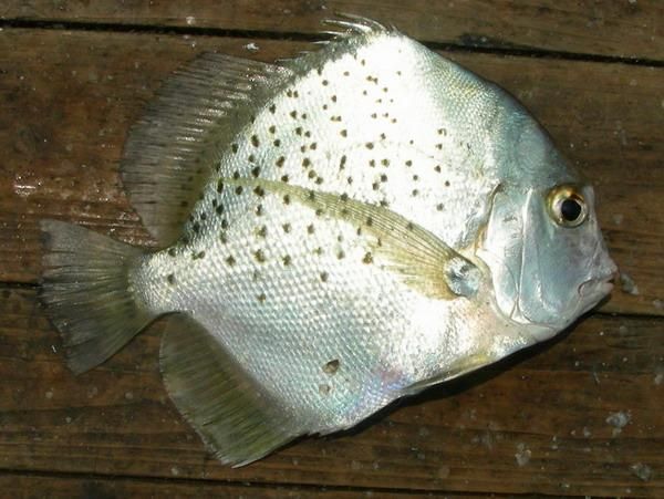 50厘米一條的魚有哪些品種