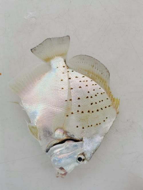 50厘米一條的魚有哪些品種 50厘米一條的魚有哪些品種 龍魚百科 第4張
