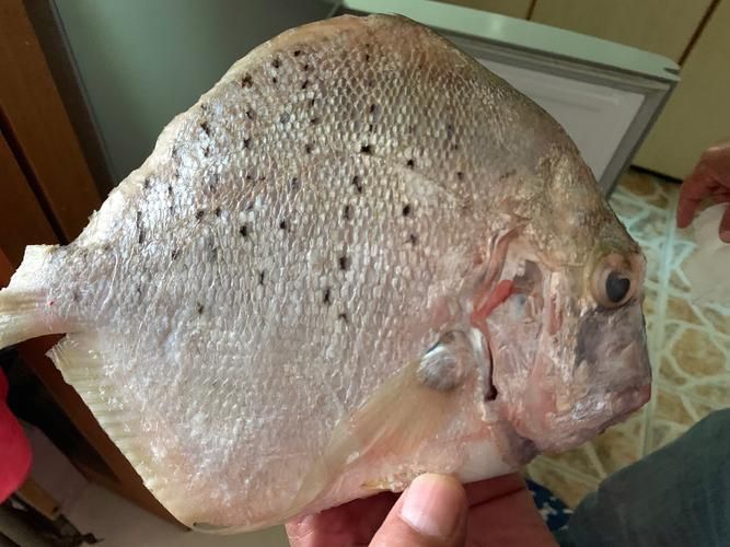 50厘米一條的魚有哪些品種 50厘米一條的魚有哪些品種 龍魚百科 第5張
