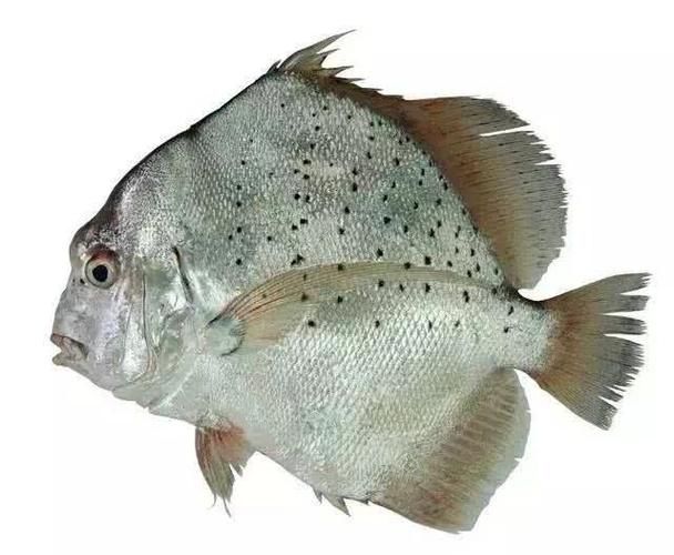 50厘米一條的魚有哪些品種 50厘米一條的魚有哪些品種 龍魚百科 第6張