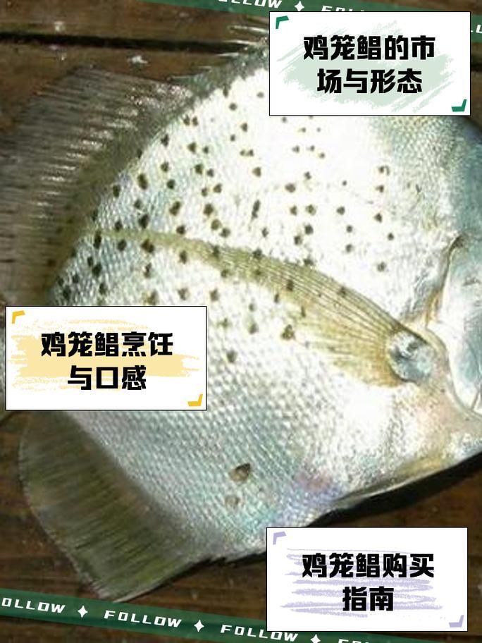 50厘米一條的魚有哪些品種